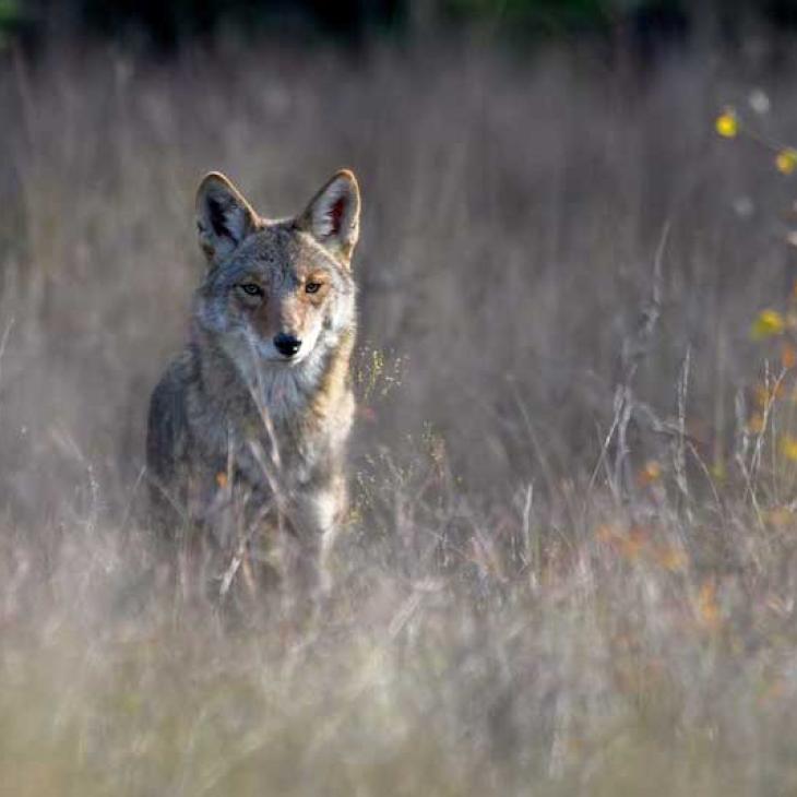 THE CATCH-22 OF COYOTE CONTROL